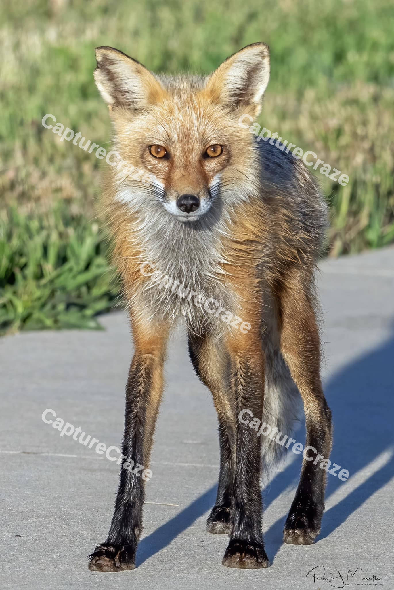 Eastern American Red fox